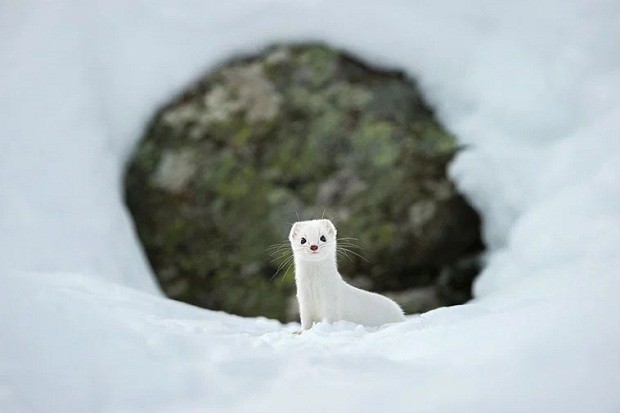  Stefano Underthiner - Winter White  (Foto:  Stefano Underthiner/National Geographic)