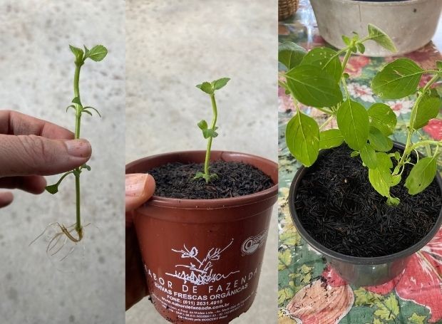 Como Plantar Hortelã em Vaso e Ter Frescor em Qualquer Espaço