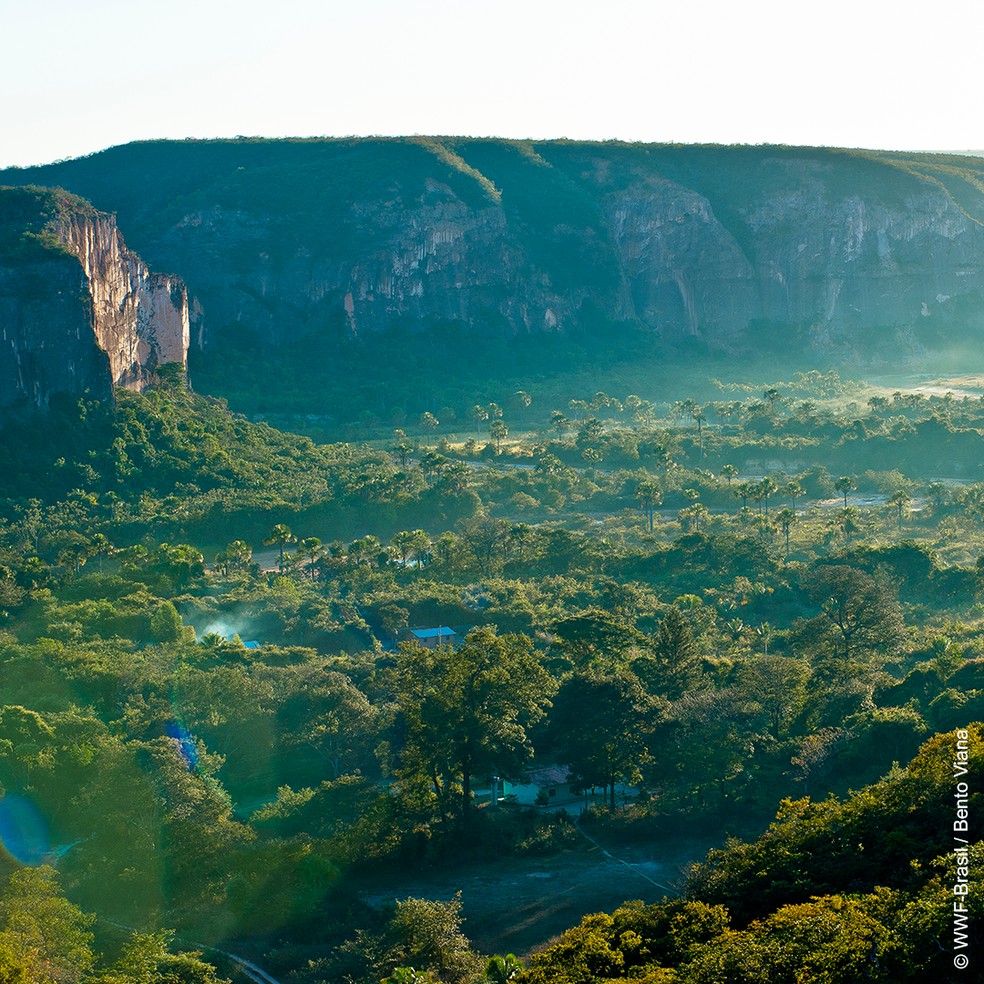 Cerrado brasileiro, alcança 11 estados mais o Distrito Federal — Foto: WWF-Brasil/Bento Viana