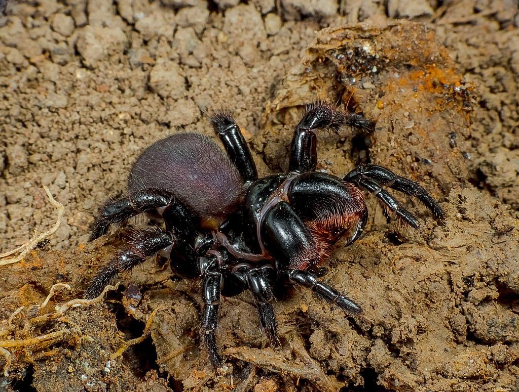 Aranha Atrax robustus, encontrada apenas na Austrália (Foto: Robertwhyteus/Wikimedia Commons)