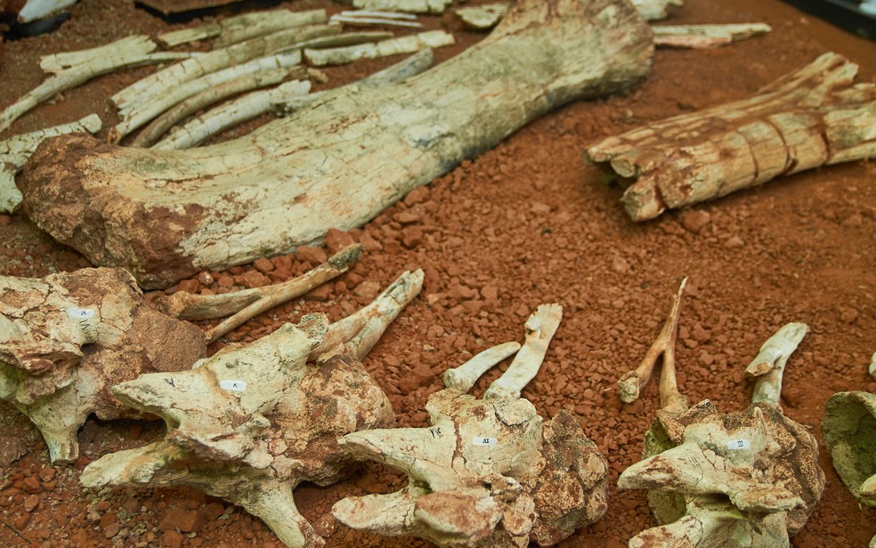 Fóssil do 'Arrudatitan maximus', que viveu no período Cretáceo, foi encontrado em Cândido Rodrigues (SP) em 1997 — Foto: Érico Andrade/G1