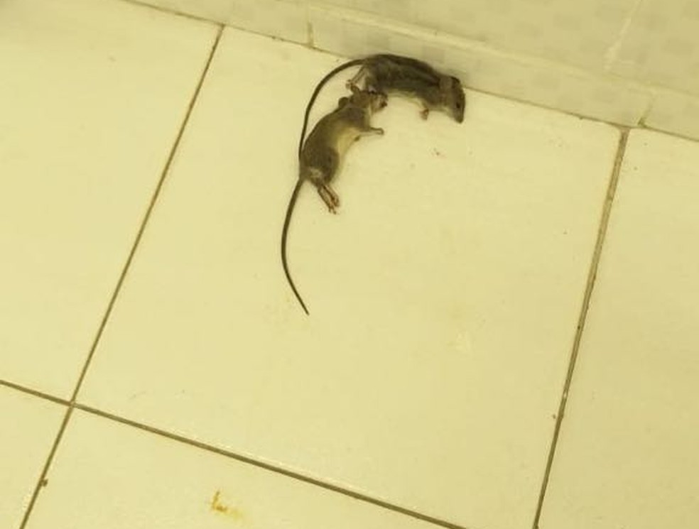 Ratos mortos foram encontrados no Hospital Regional de Rondonópolis (Foto: Sisma-MT/Divulgação)