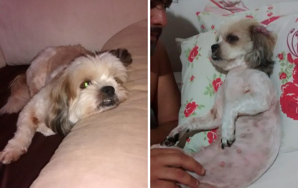 Charlotte, de 13 anos, considerada uma cachorra idosa, convulsiona com os altos barulhos dos fogos de artifício em Bauru — Foto: Ariane Angélica Caffeo/Arquivo pessoal
