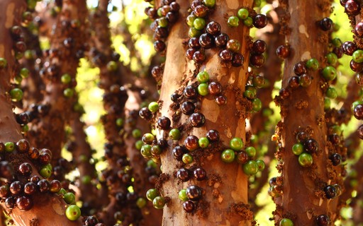 7 Perguntas Sobre O Cultivo De Jabuticaba Revista Globo Rural Agricultura