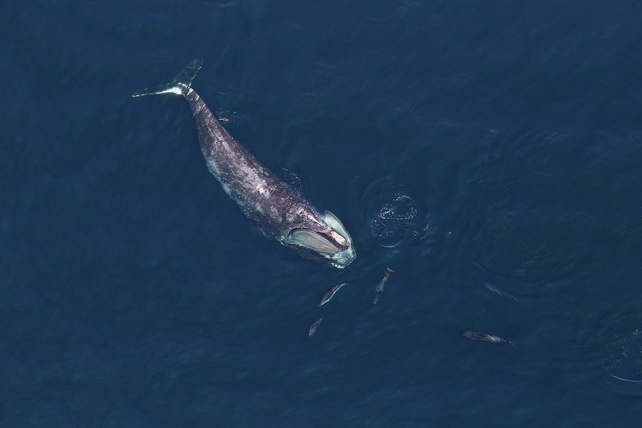 Aquecimento do Atlântico Norte está forçando baleias a buscarem novos habitats