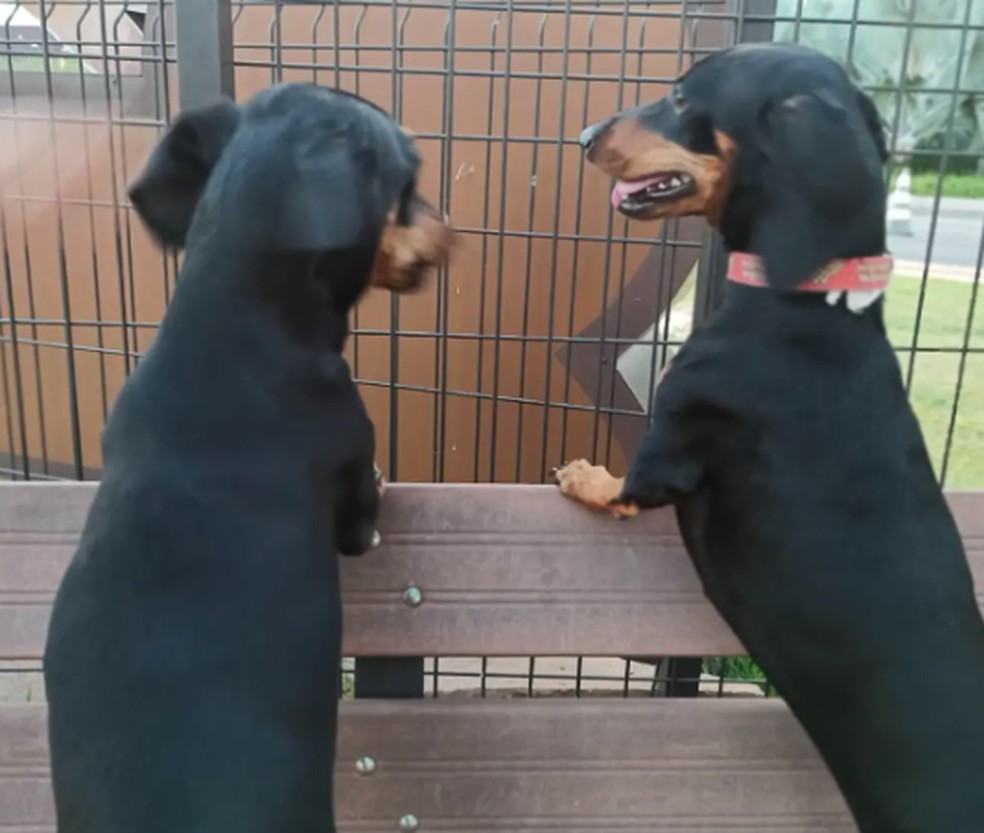 O grupo se reúne em praças da capital — Foto: Arquivo pessoal