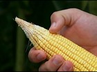 Produtores de milho de MG estimam perdas por causa da estiagem 