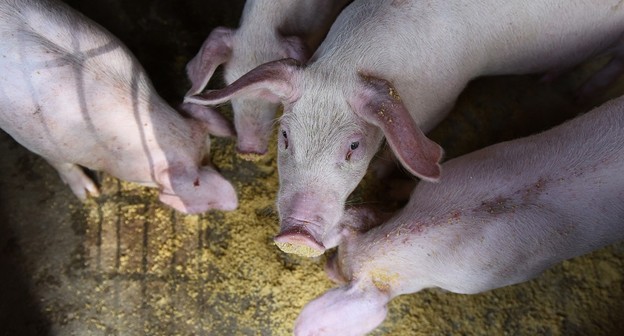 Hong Kong relata caso de peste suína africana, segundo OIE