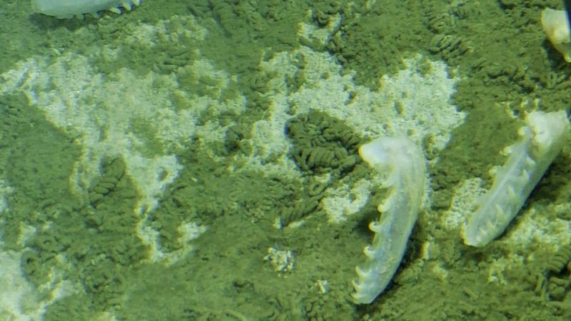 Imagem das Holotúrias, uma espécie de pepino do mar (Foto: Victor Vestovo/Caladan Oceanic via BBC News)