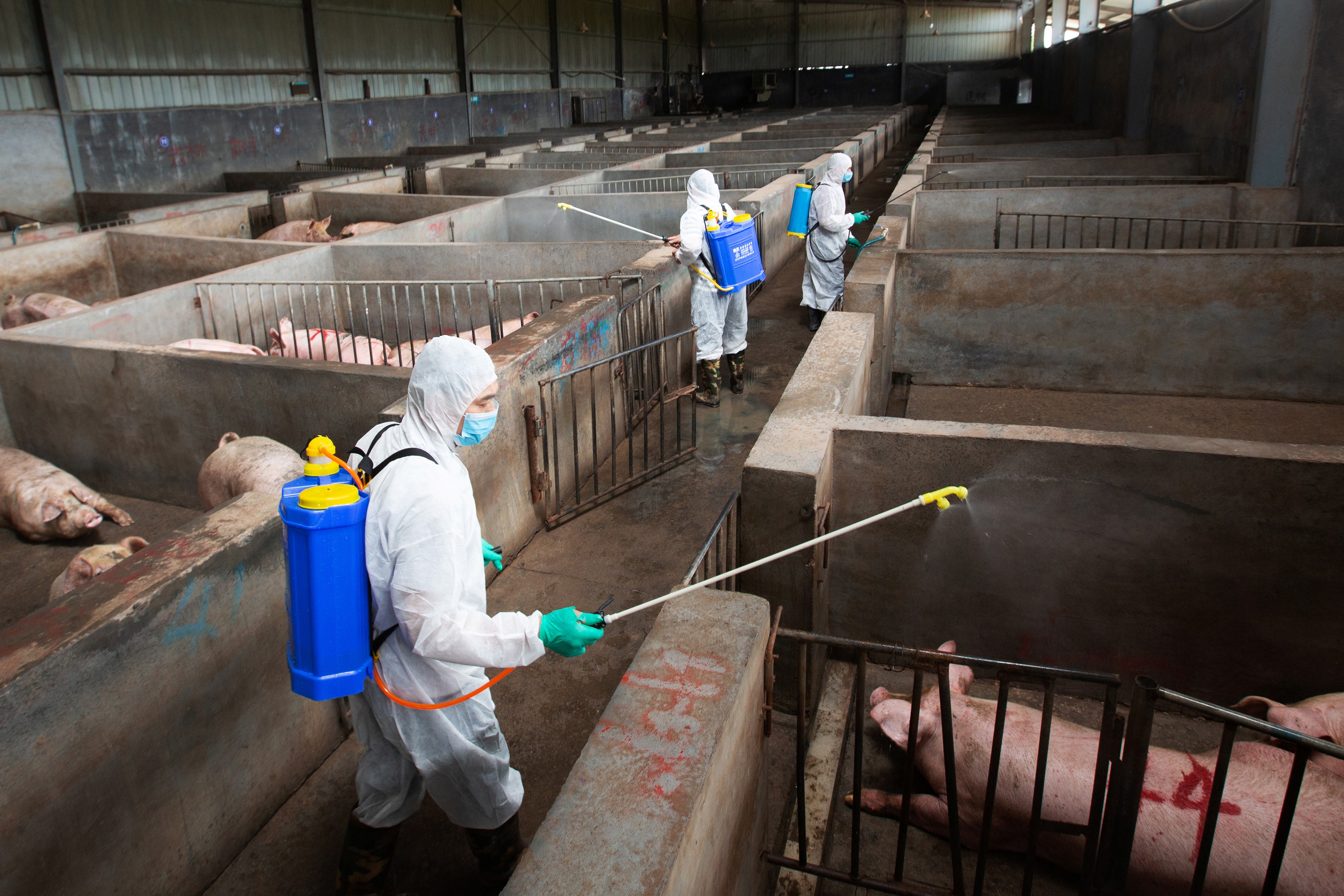 Veterinários e cuidadores de animais usam roupas de proteção durante desinfecção de fazenda de suínos na China após casos de peste suína africana (Foto: Stringer/Reuters)