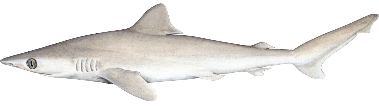 Tubarão Carcharhinus obsoletus, que está ameaçado de extinção (Foto: Wikimedia Commons )