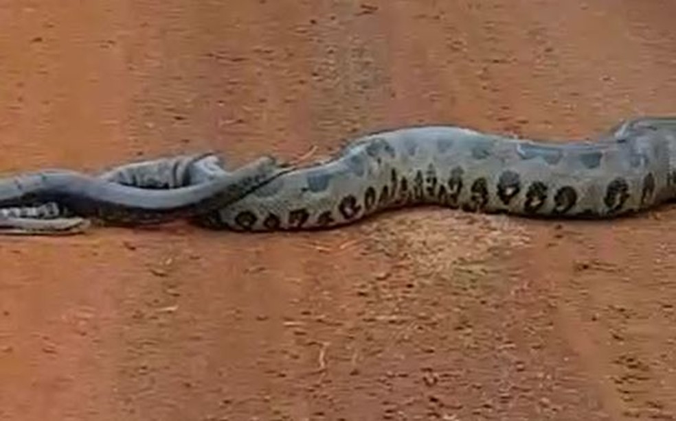 Os machos de sucuri possuem um esporão localizado próximo a cloaca para estimular a fêmea durante essa tentativa de "conquista" — Foto: Antônio Augusto Stábile dos Santos/VCnoTG