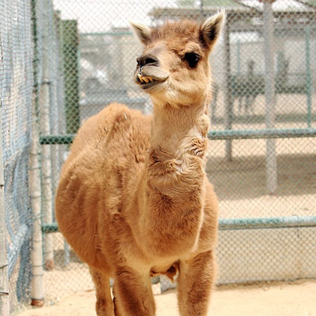 Camas são a mistura de dromedários e lhamas  (Foto: Dubai’s Camel Reproduction Centre/ Wikimedia Commons/ CreativeCommons)