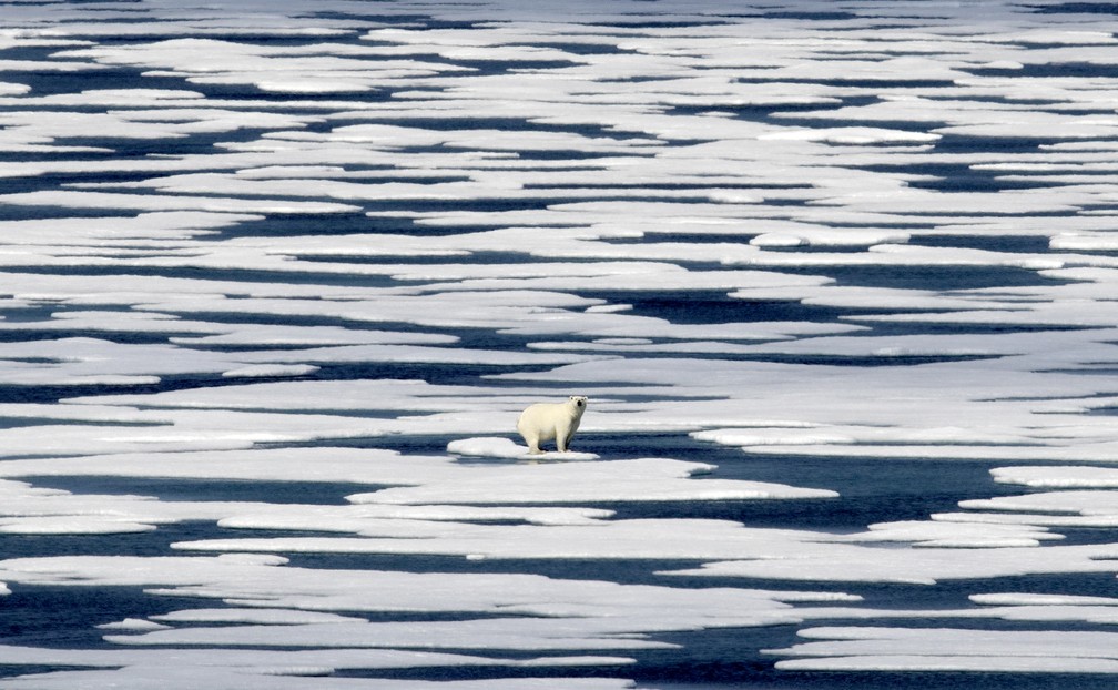 Um urso polar se sustenta em uma plataforma de gelo no Estreito de Franklin, no Arquipélago Ártico canadense, em 2017. — Foto: AP Photo/David Goldman, File