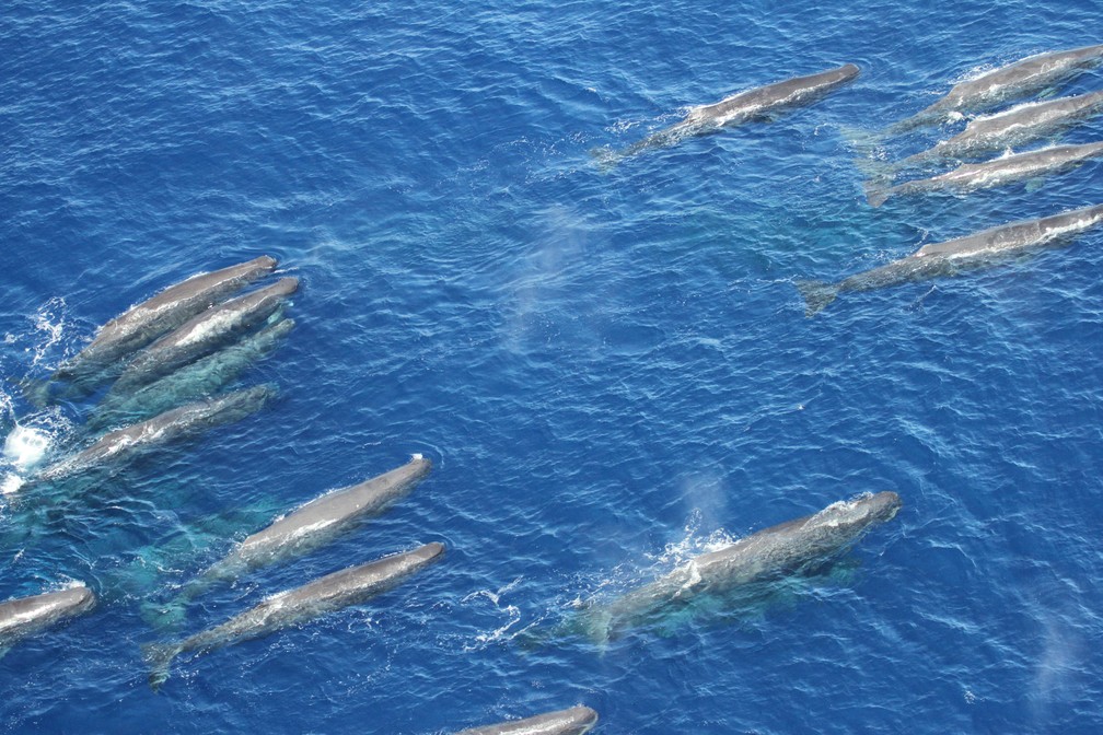 Grupo de cachalotes Ã© avistado por pesquisadores na costa de SÃ£o Paulo â Foto: DivulgaÃ§Ã£o/Sociambiental