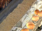Frio ajuda produtores de ovos de Bastos, em SP, a faturar mais