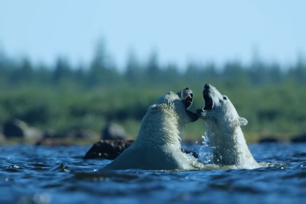 Os ursos polares filmados pelo programa de TV do canal inglês BBC (Foto: Reprodução)