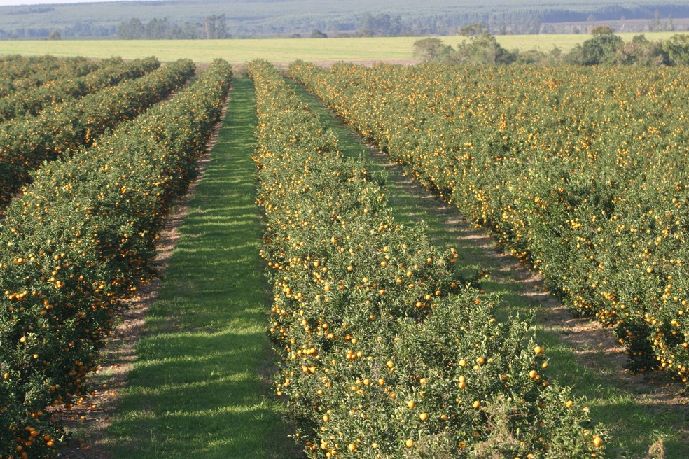 Praga compromete a produtividade dos pomares, gerando prejuízos econômicos e sociais (Foto: Fundecitrus)