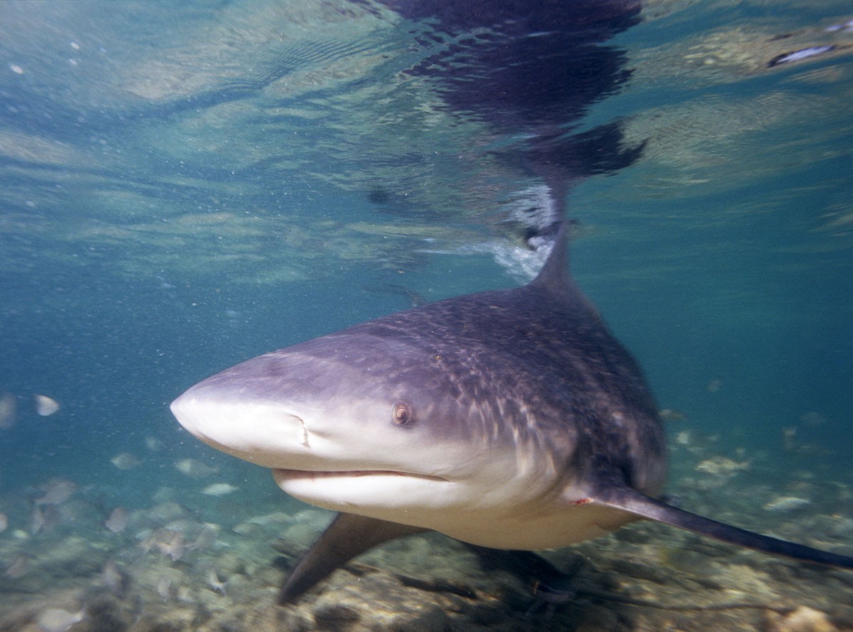 O tubarão-cabeça-chata é capaz de nadar em águas doces e salgadas e já foi visto, inclusive, em Manaus (Foto: Wikipedia/ Albert Kok/ Wikimedia Commons)