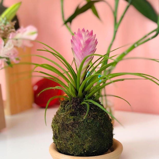 6 plantas que não precisam de terra (Foto: Reprodução / Instagram @bloomjp)