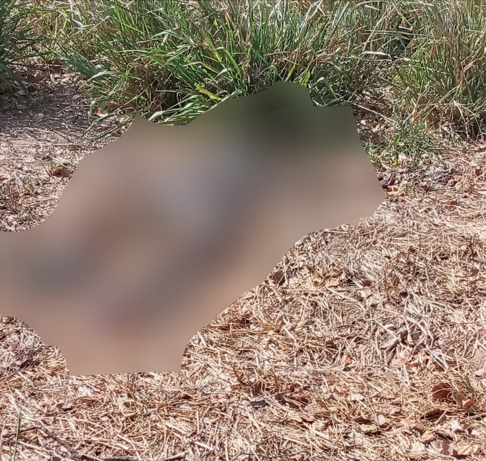 Corpo de criança foi achado em estado avançado de decomposição em Arapiraca, Alagoas — Foto: Arquivo pessoal