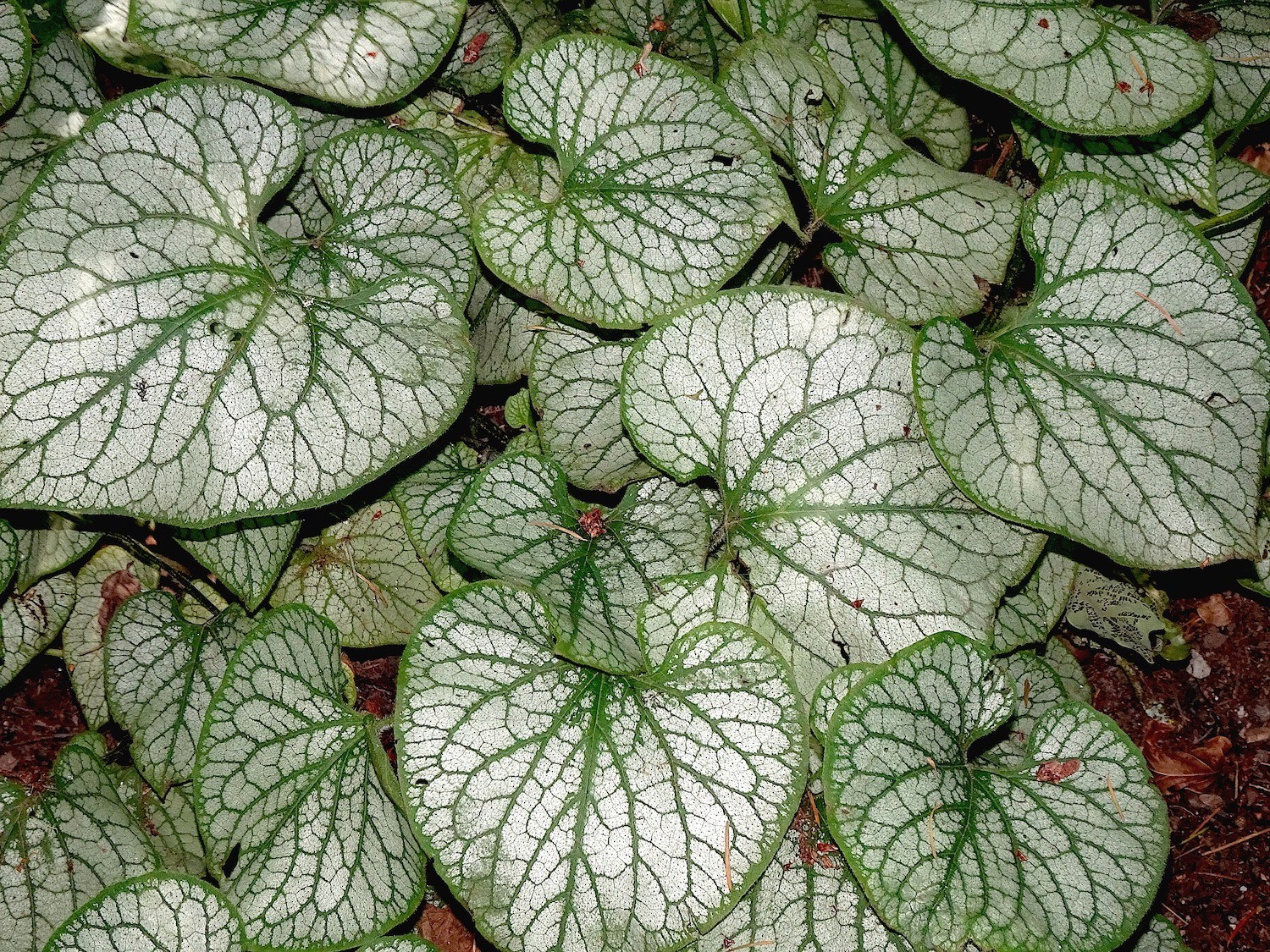 A folhagem branca e verde da Peperômia é um dos grandes atrativos da planta (Foto: Pixabay / Jacques GAIMARD / CreativeCommons)