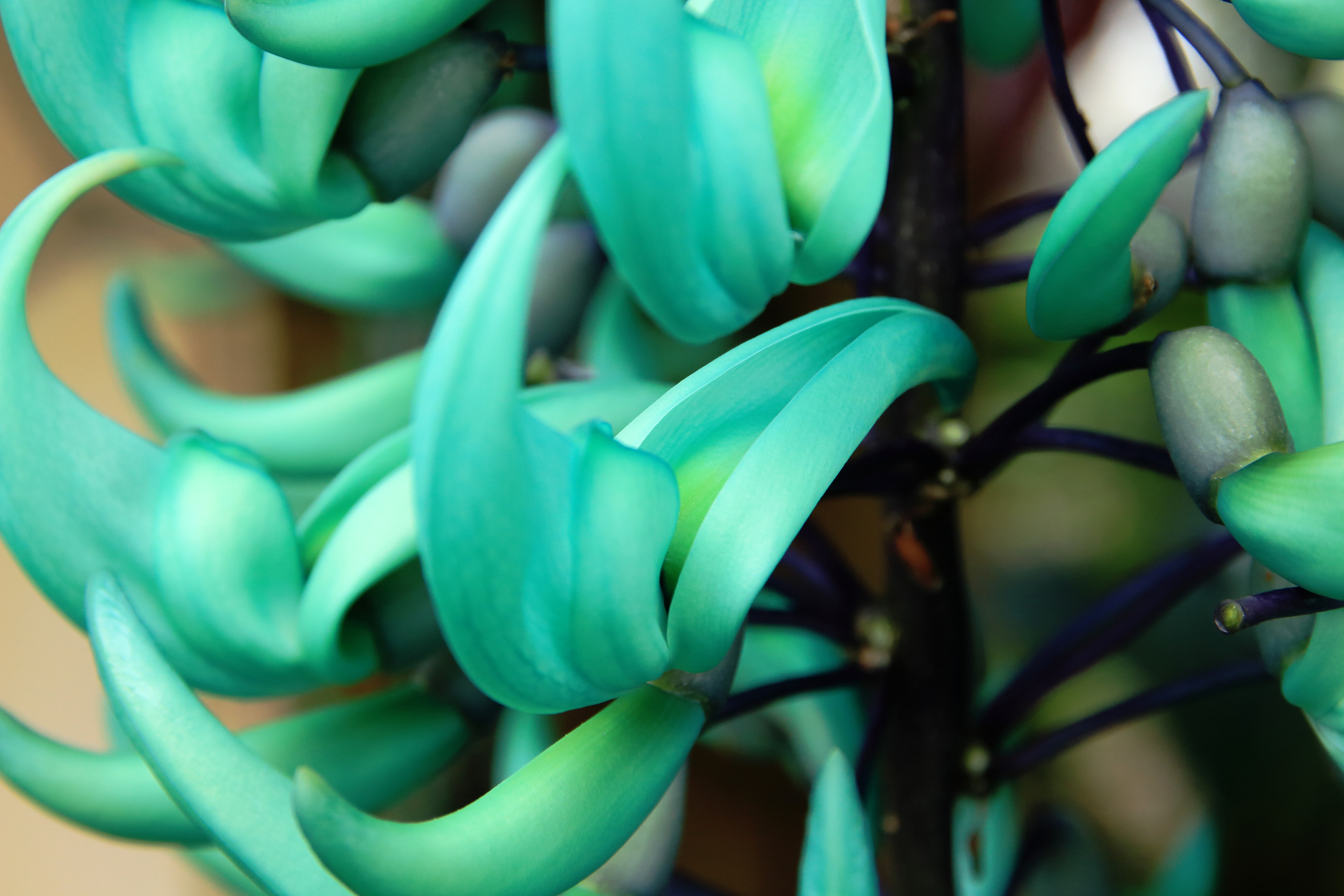 Flor de Jade (Foto: Getty Images)