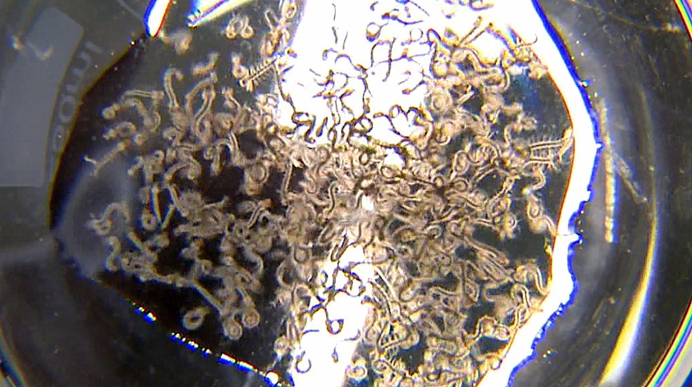 Água parada serve de criadouro para o mosquito Aedes aegypti — Foto: Ely Venâncio/EPTV