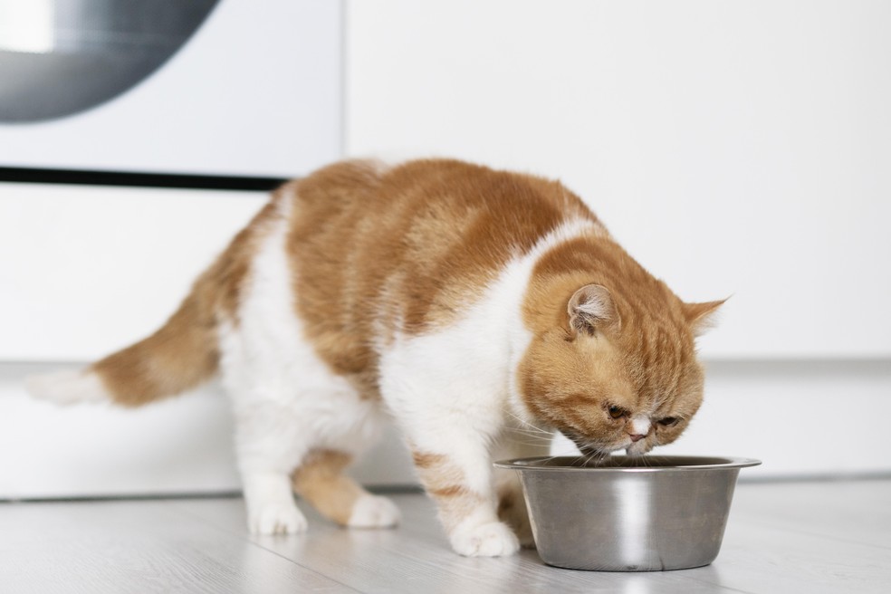 Especialista orienta que a ração deve ser adequada para a manutenção do peso ideal dos pets — Foto: Freepik