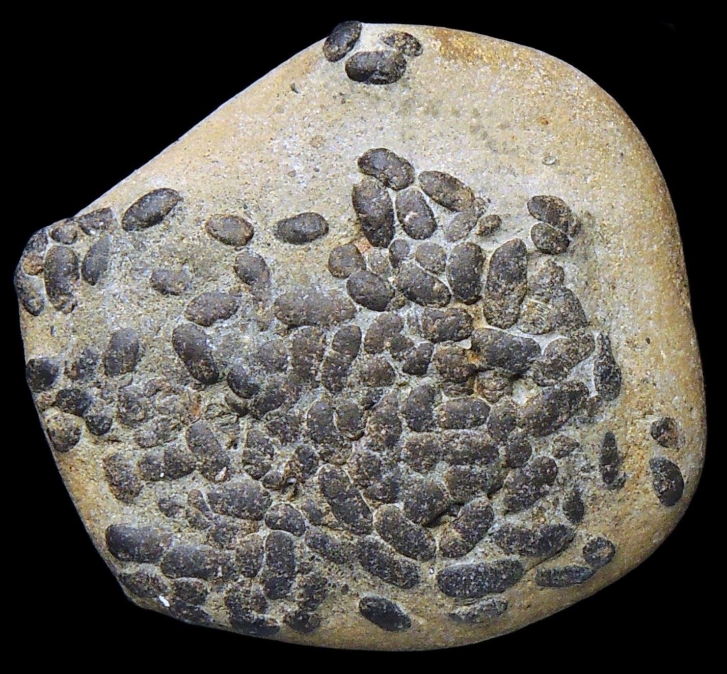 Coprólitos do Mioceno deixados por vermes em crânio de peixe (Foto: Calvert Marine Museum )