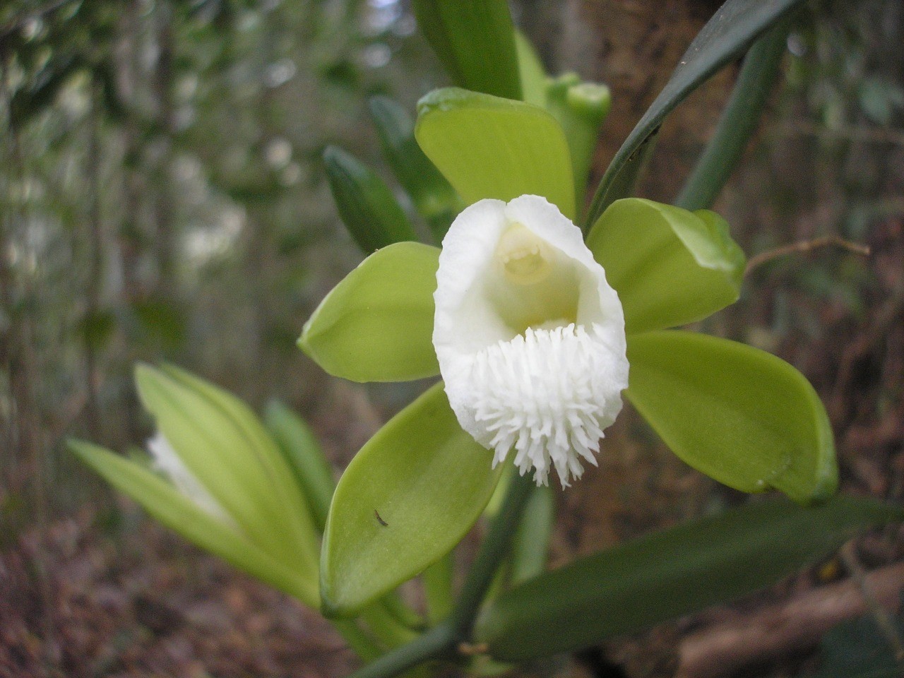 Você sabia que a baunilha é extraída de uma espécie de orquídea?  