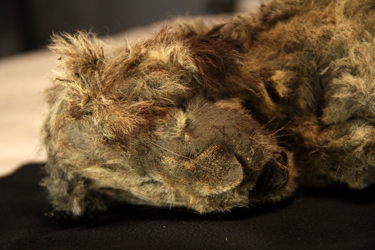 Múmia de leão-das-cavernas de 28 mil anos da Sibéria é o animal da Idade do Gelo mais bem preservado já encontrado thumbnail