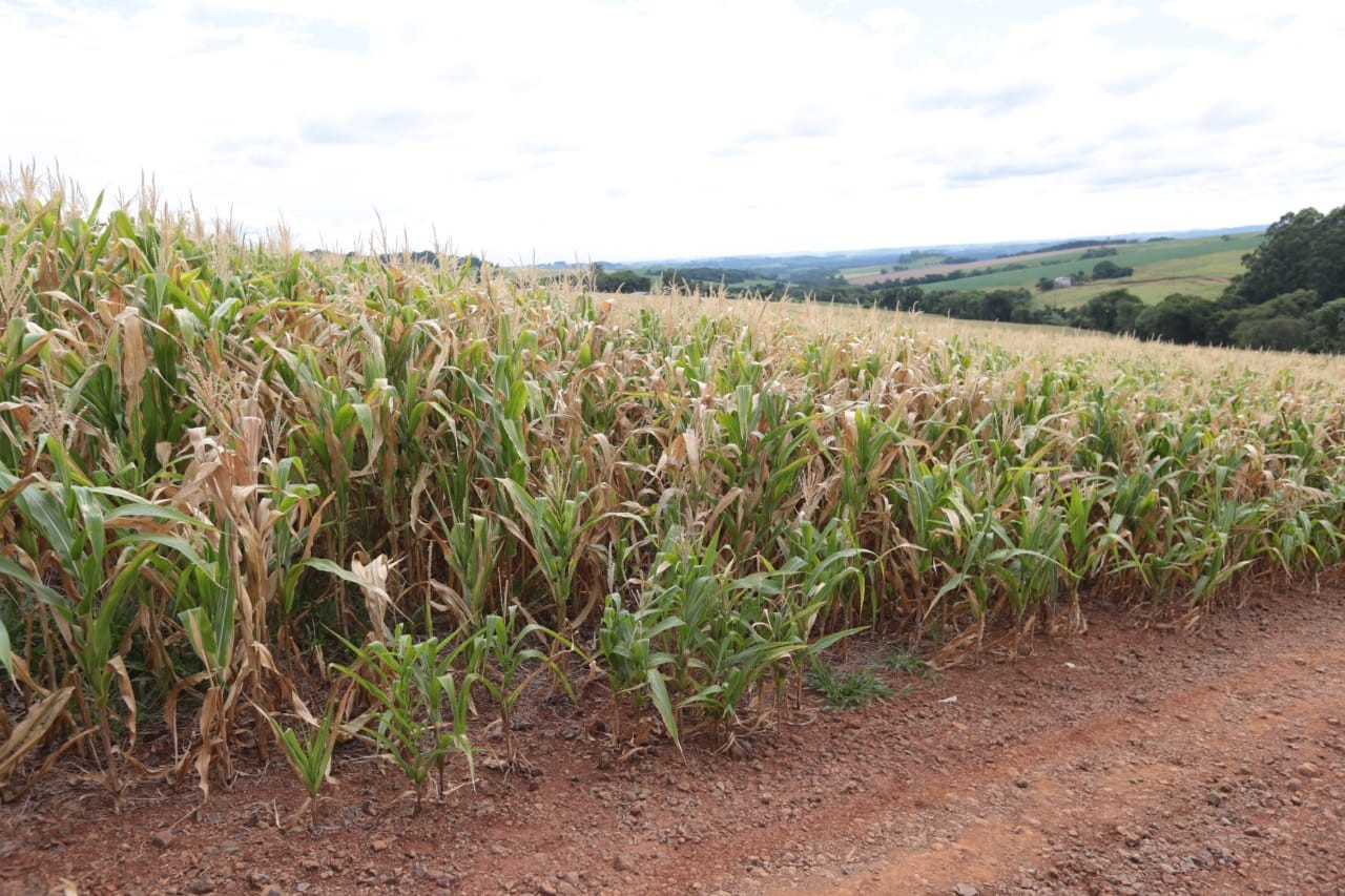  Lavoura afetada pela seca no PR  (Foto: Divulgação/MAPA)