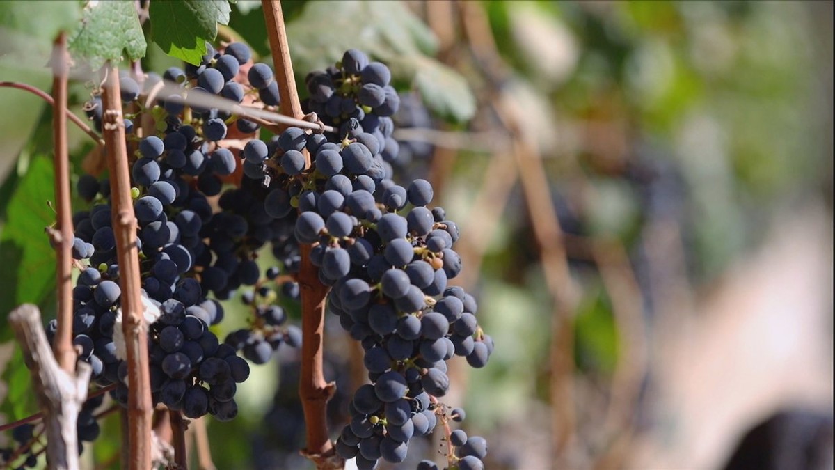 Conheça os agricultores que se uniram para fundar uma vinícola do Cerrado