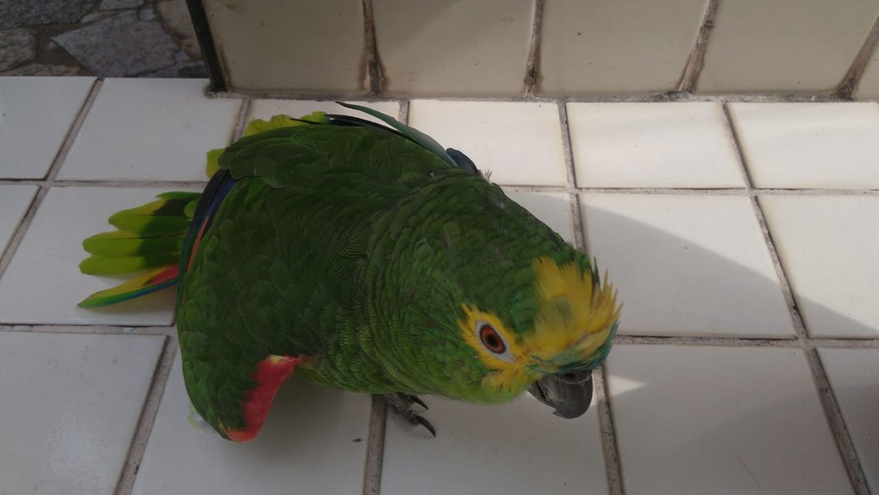 Justiça Federal garantiu a manutenção do vínculo de mais de 30 anos entre o papagaio Leco e uma viúva moradora em Santos — Foto: Michele de Souza Silva/Divulgação