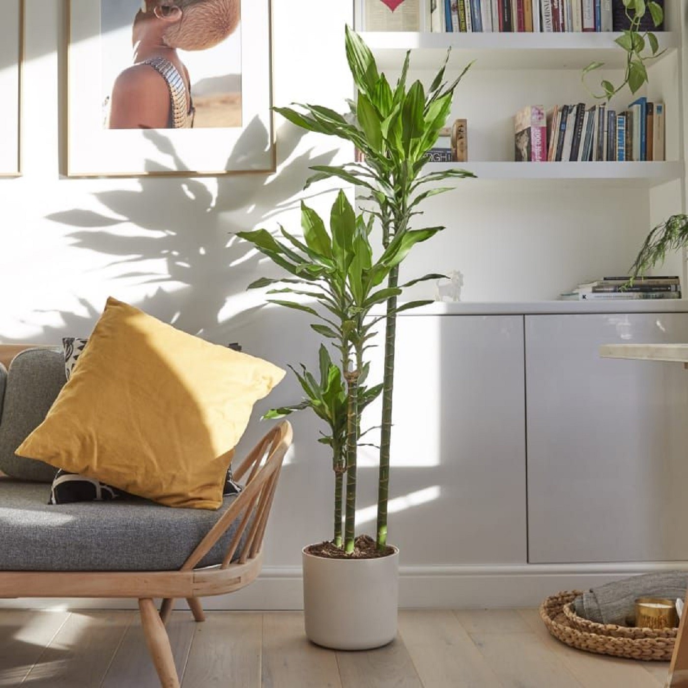 Perfeita para iniciantes: conheça a dracena, planta fácil de cuidar (Foto: Reprodução/Pinterest)