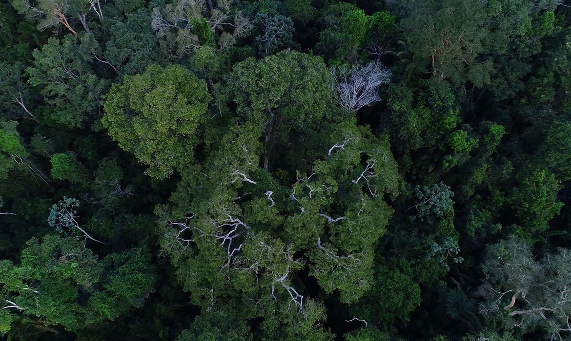 Floresta amazônica vista de cima; amazonas, amazônia (Foto: Divulgação/TV Brasil)