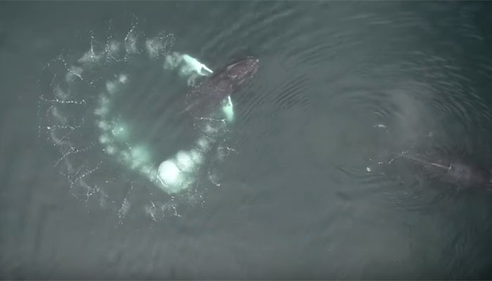  Vídeo aéreo capturou movimento da baleia (Foto: Reprodução/University of Hawai‘i News)