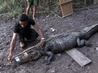 Ribeirinhos de RO exploram couro e carne de jacaré de forma sustentável