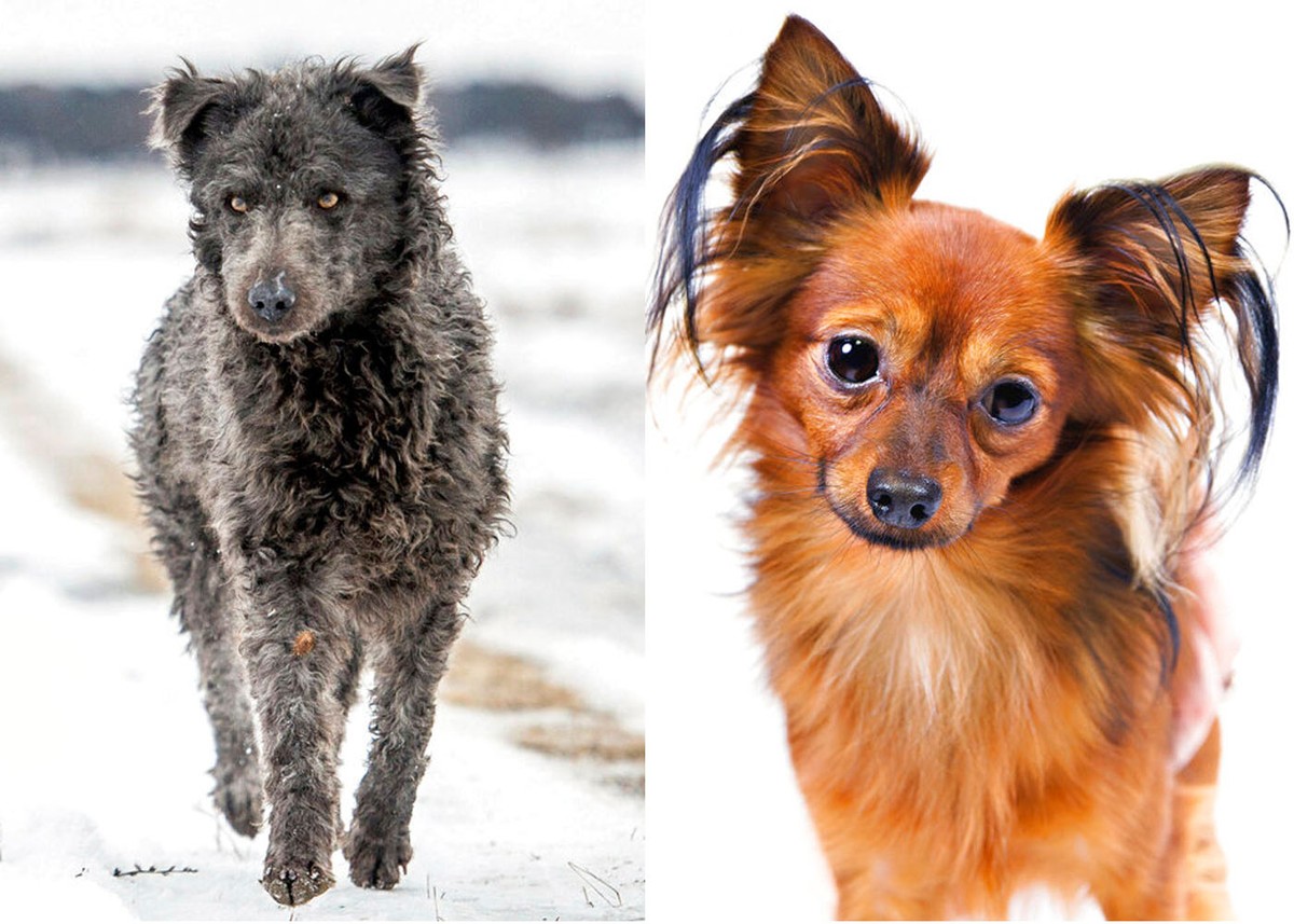 American organization recognizes two new breeds of dogs: Mudi and Little Russian dog | pets