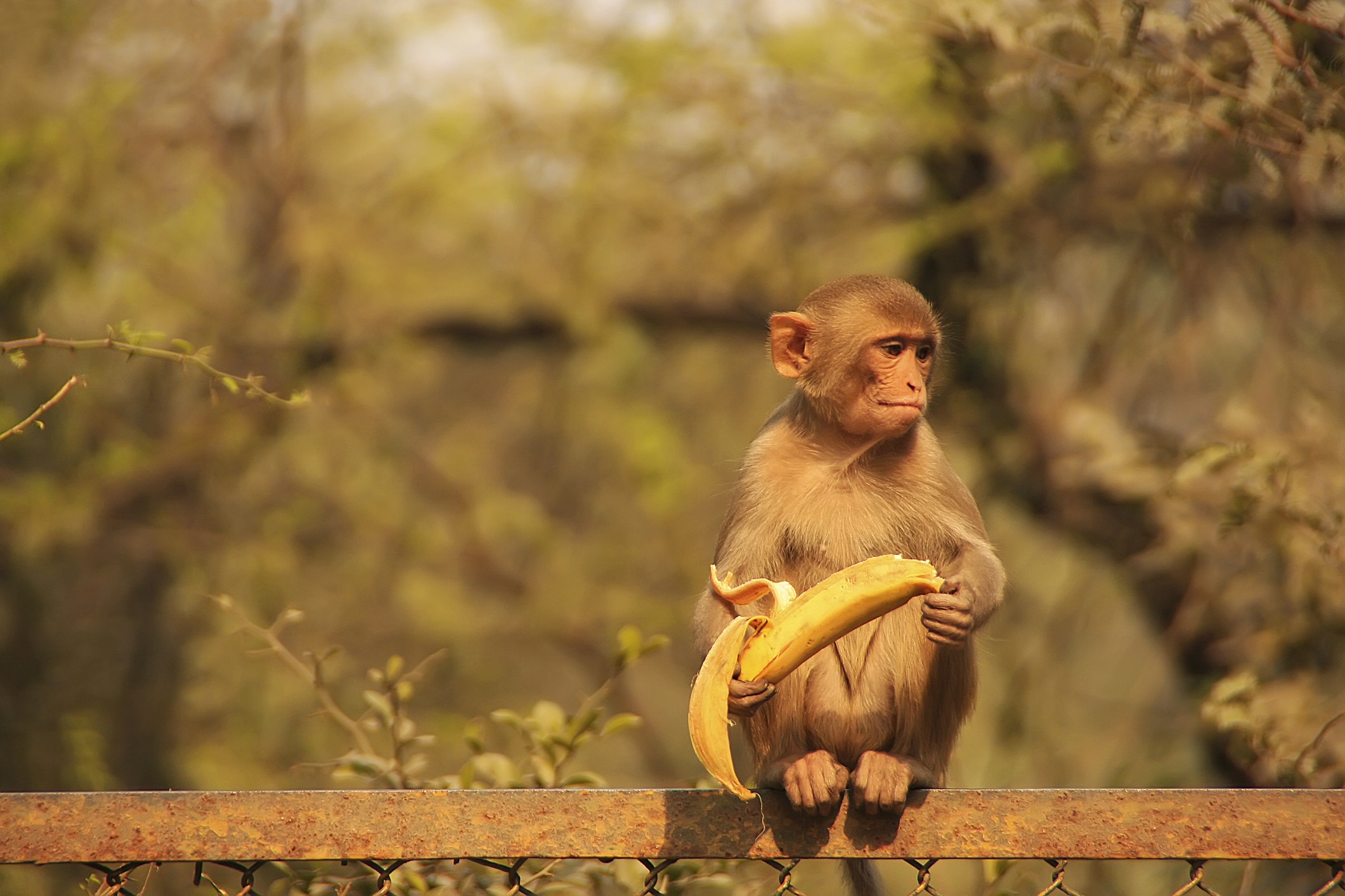 Gangue que treinava macacos para roubar é presa na Índia (Foto: Getty)