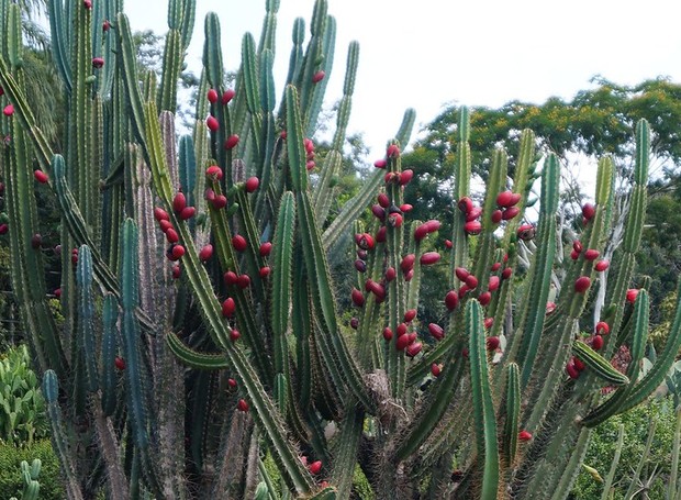 Quando cultivado diretamente no solo, o cacto-do-Peru pode chegar a até 10 metros de altura (Foto: Flickr / Alexsandra Machado / Creative Commons)