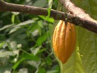 Agricultores trabalham para modernizar a lavoura de cacau na BA