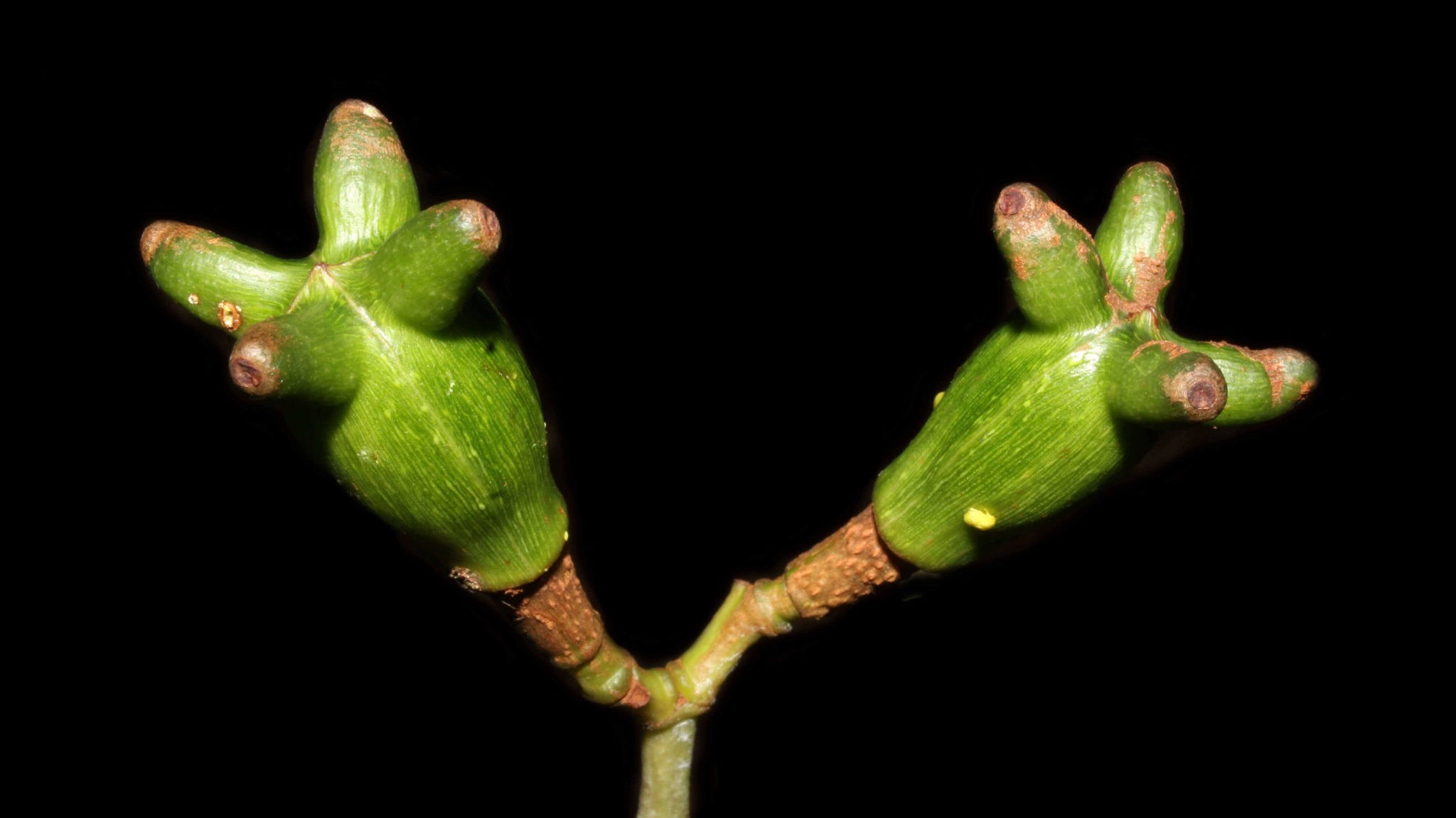 Tovomita cornuta está ameaçada de extinção devido à exploração humana em sua área de ocorrência na Amazônia (Foto: Divulgação)