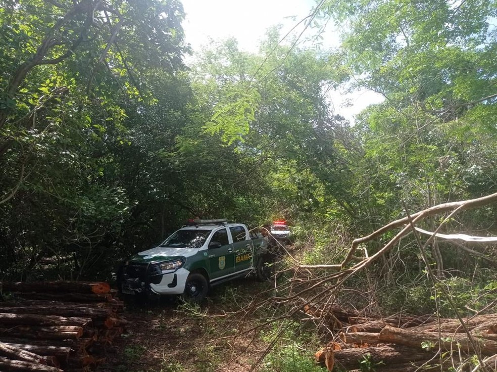 Operação do Ibama flagra extração ilegal de madeira e pássaros silvestres em Luís Correia, no Piauí — Foto: Polícia Militar/ Divulgação