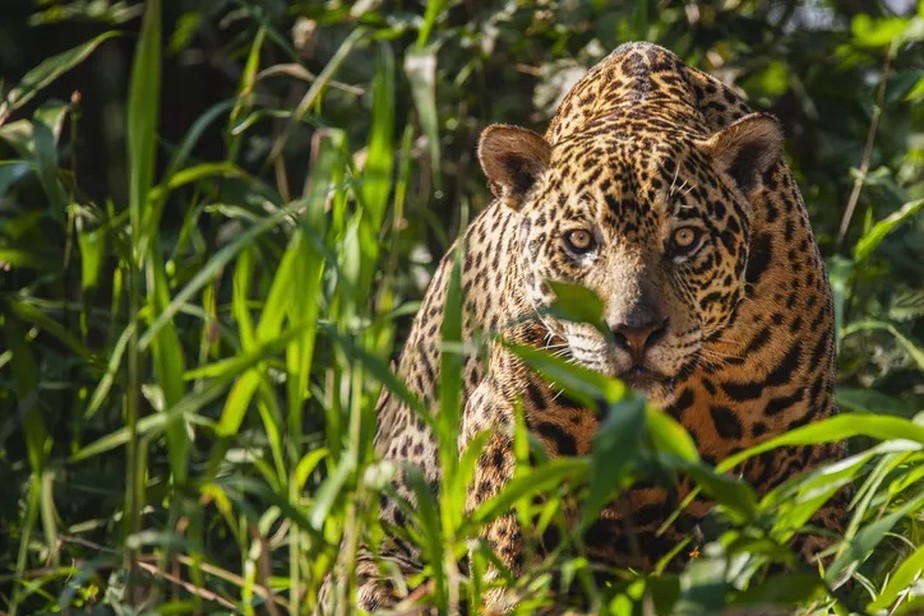 Como ajudar a biodiversidade no Brasil