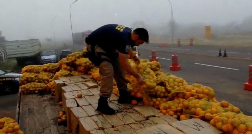 Maconha estava escondida em carga de laranja (Foto: Divulgação/Polícia Rodoviária Federal)