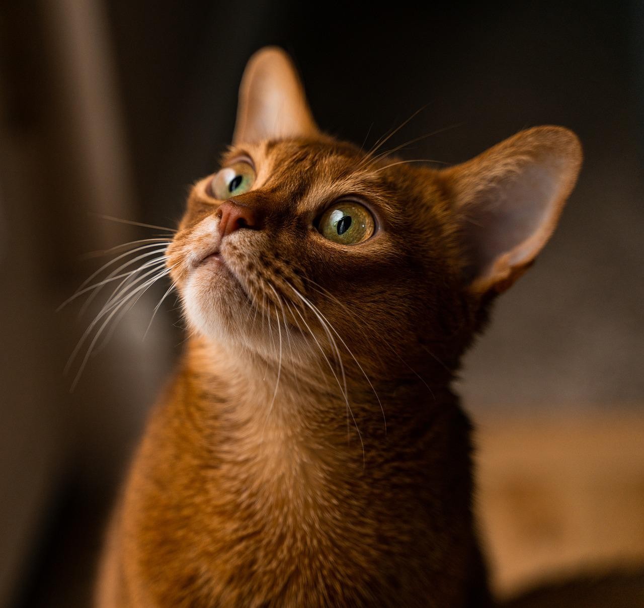 Além do espaço devido sua grande energia, são gatos que precisam de mais escovações de pelos e dos dentes  (Foto: Pixabay/Inna Sherman/CreativeCommons)