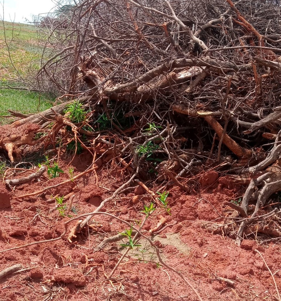 Sitiante foi multado em R$ 15,9 mil pelo corte de 53 árvores nativas — Foto: Polícia Ambiental