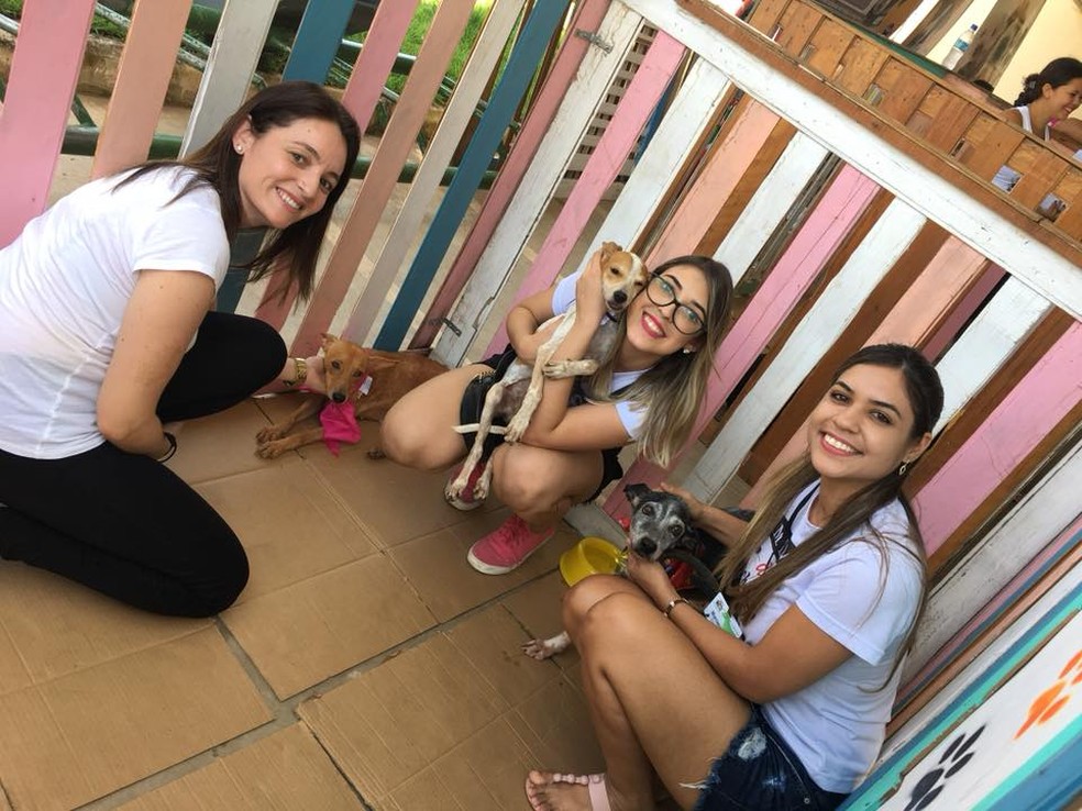 Voluntários afirmam que tiram dinheiro do próprio bolso para sanar dívidas com resgastes de animais de rua (Foto: Divulgação/Sociedade Amor a Quatro Patas)